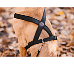Harnais pour chien  Piper