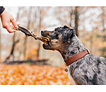 Panse de boeuf pour chien