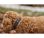 Collier waterproof pour chien  Mable