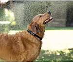 Collier waterproof pour chien  Mable