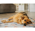 Tapis pour chien  Glow in the Dark