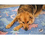 Tapis pour chien  Glow in the Dark