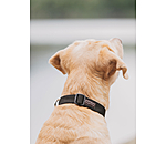Collier pour chien  Champ
