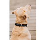 Collier pour chien  Champ