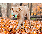 Jouet d'eau pour chien  Marble Bone