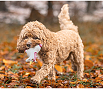 Jouet pour chien avec couineur   Unicorn