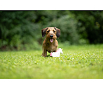 Jouet pour chien avec couineur   Unicorn