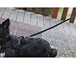 Laisse pour chien avec amortisseur  marathon