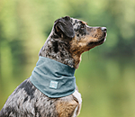 Foulard pour chien  Cooling