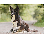 Chaussons pour chien  Dubai