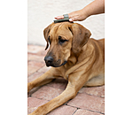 Brosse pour chien  Zeyna