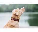 Collier pour chien en cuir  Good Dog