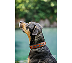 Collier pour chien en cuir  Good Dog