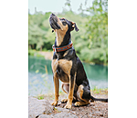 Collier pour chien en cuir  Good Dog