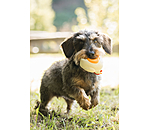 Jouet couineur pour chien  Chicken