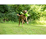 Jouet pour chien  Strong Dino