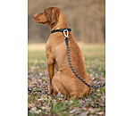 Laisse pour chien  Expedition