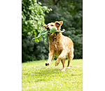 Jouet pour chien  Octopus