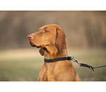 Collier pour chien en cuir  Adams