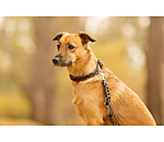 Laisse pour chien en cuir  Adams