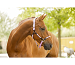 Licol anatomique  Sophistication