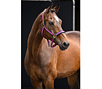 Licol  Swiss Design II