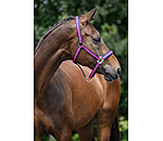 Licol  Swiss Design II