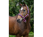 Licol  Swiss Design II