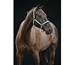 Licol  Swiss Design II