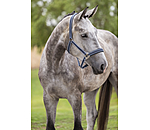 Licol  Swiss Design II