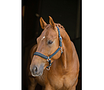 Licol  Twotone & Crystal