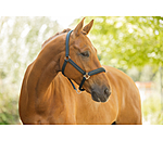 Licol  Twotone & Crystal