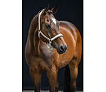 Licol  Signature III