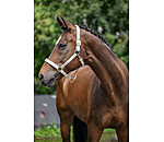 Licol  Signature III