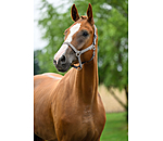 Licol en nylon � prix cass�