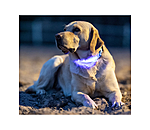 Collier pour chien LED  Loom