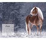 Calendrier Haflinger 2025