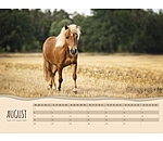 Calendrier 2025 - Poneys