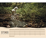 Calendrier 2025 - Poneys