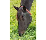 Collier anti-parasites pour cheval