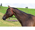 Collier anti-parasites pour cheval
