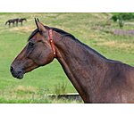 Collier anti-parasites pour cheval