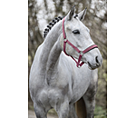 Licol en nylon � prix cass� II