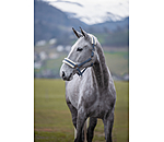 Licol en polaire Teddy  prix cass III