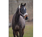 Licol en polaire Teddy  prix cass III