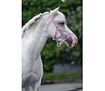 Licol poulain et shetland  Grow With You