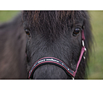 Licol poulain et shetland  Future Star