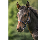Licol poulain et shetland  Shimmering