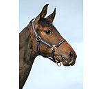 Licol poulain et shetland  Shimmering