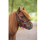 Licol poulain et shetland  Twinkle